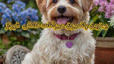 پانسیون حیوانات خانگی شیراز